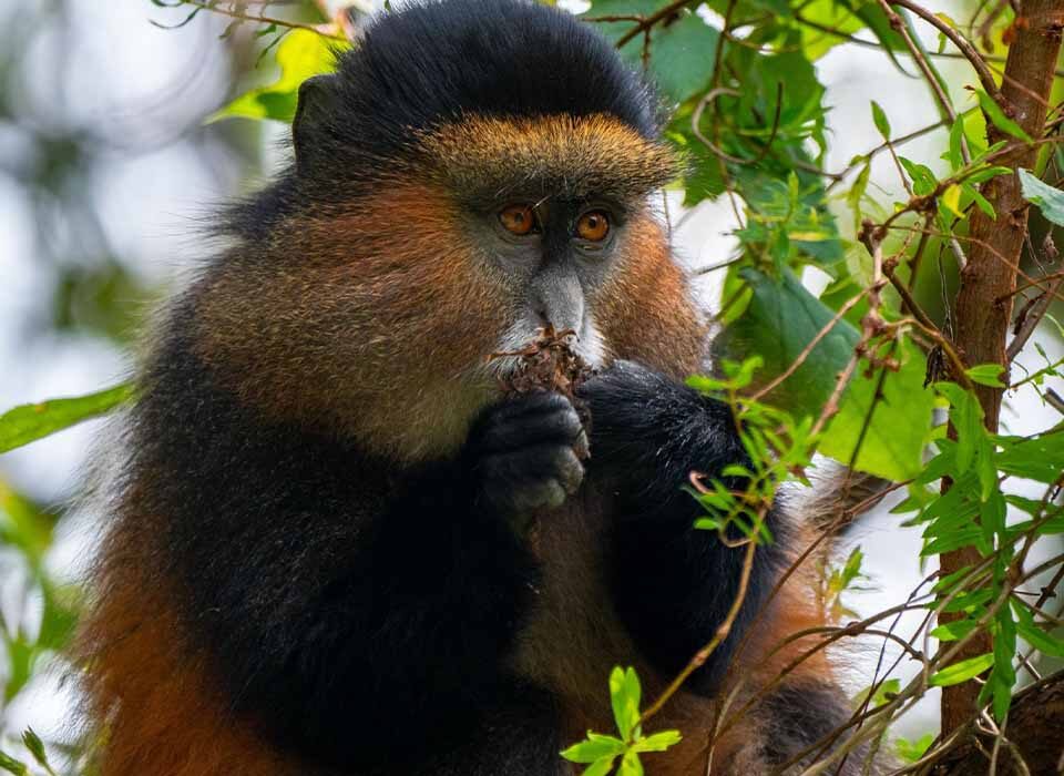 Is Golden Monkey Trekking in Uganda Worth It?