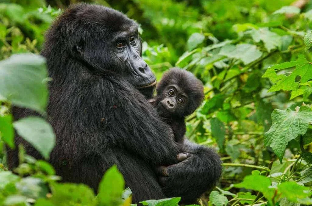 Winter Gorilla Trekking Holidays in Uganda