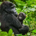 Winter Gorilla Trekking Holidays in Uganda