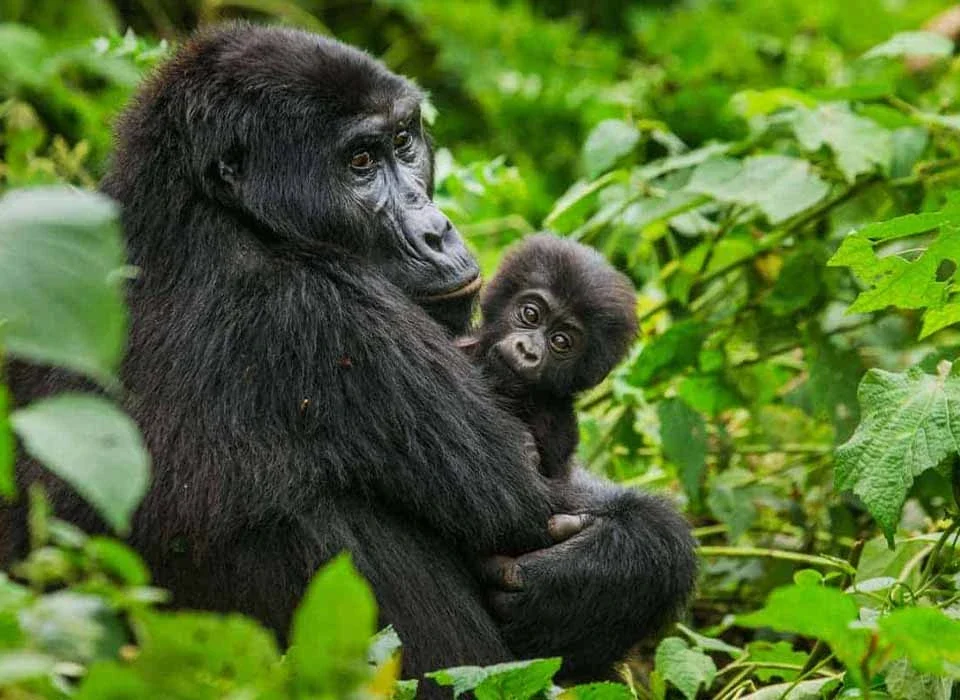 Winter Gorilla Trekking Holidays in Uganda