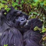 Uganda Gorilla Trekking Packing List
