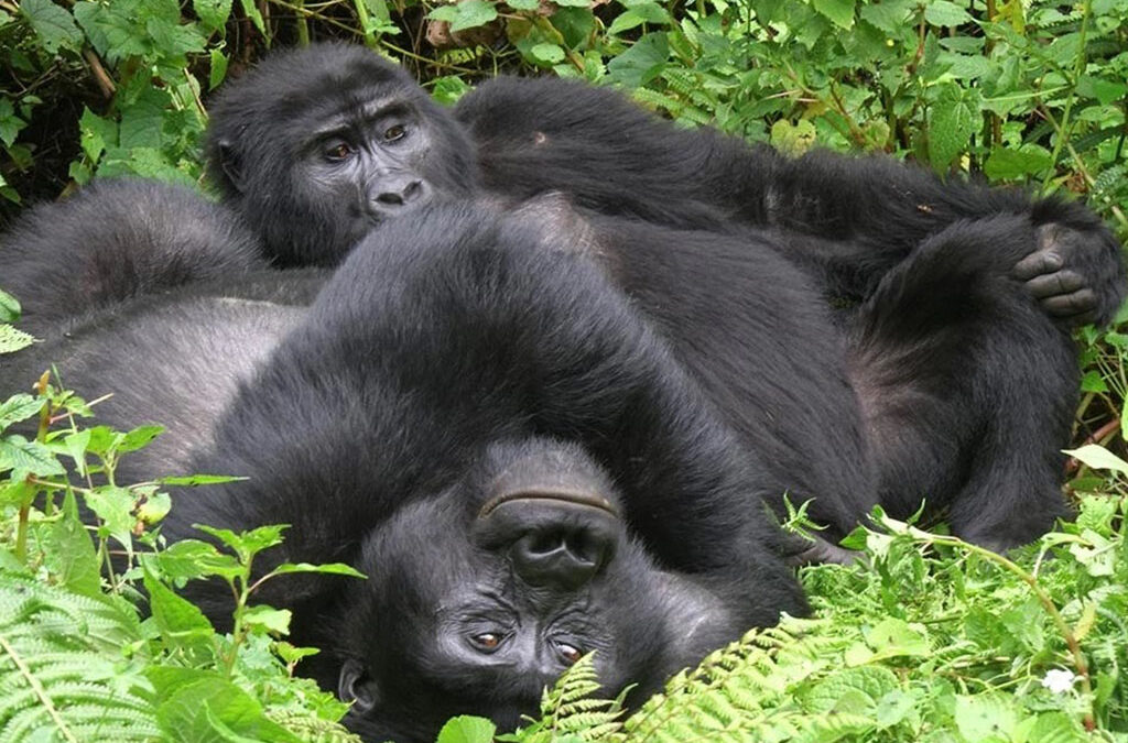 How Long Does It Take to Secure a Gorilla Permit in Uganda?