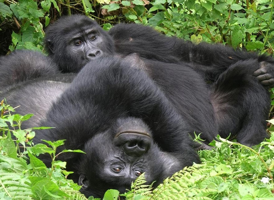 How Long Does It Take to Secure a Gorilla Permit in Uganda?
