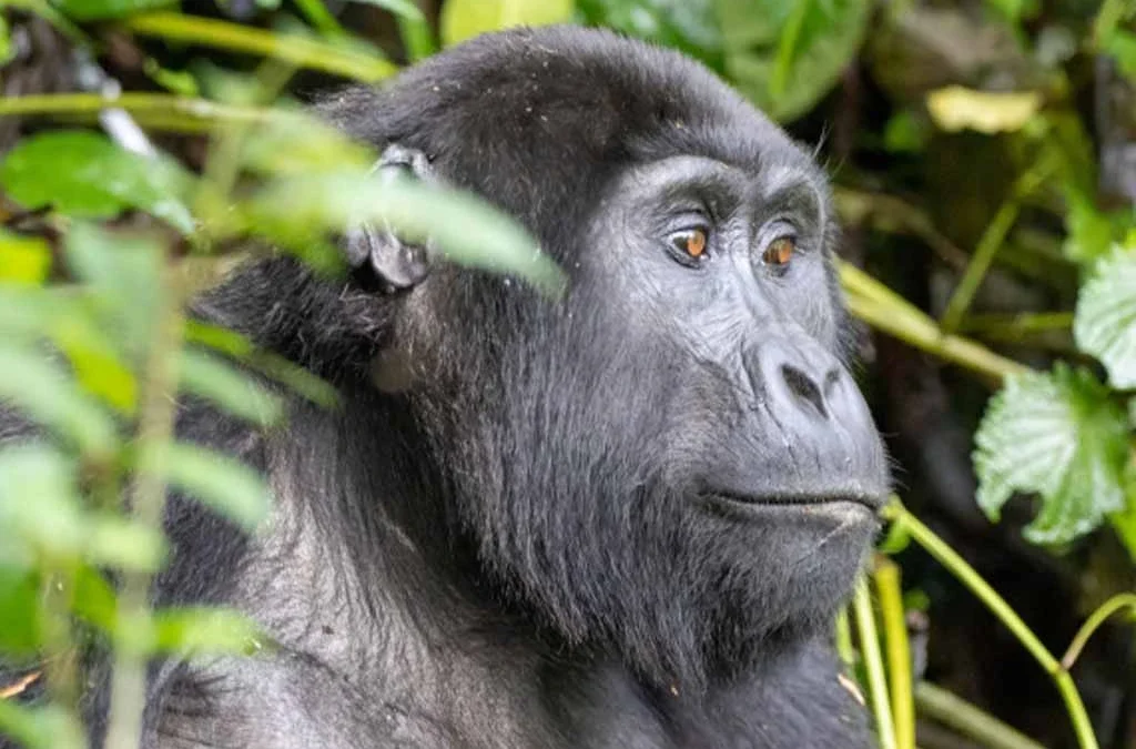 Can I Book a Gorilla Tour on My Own?