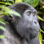 Can I Book a Gorilla Tour on My Own?