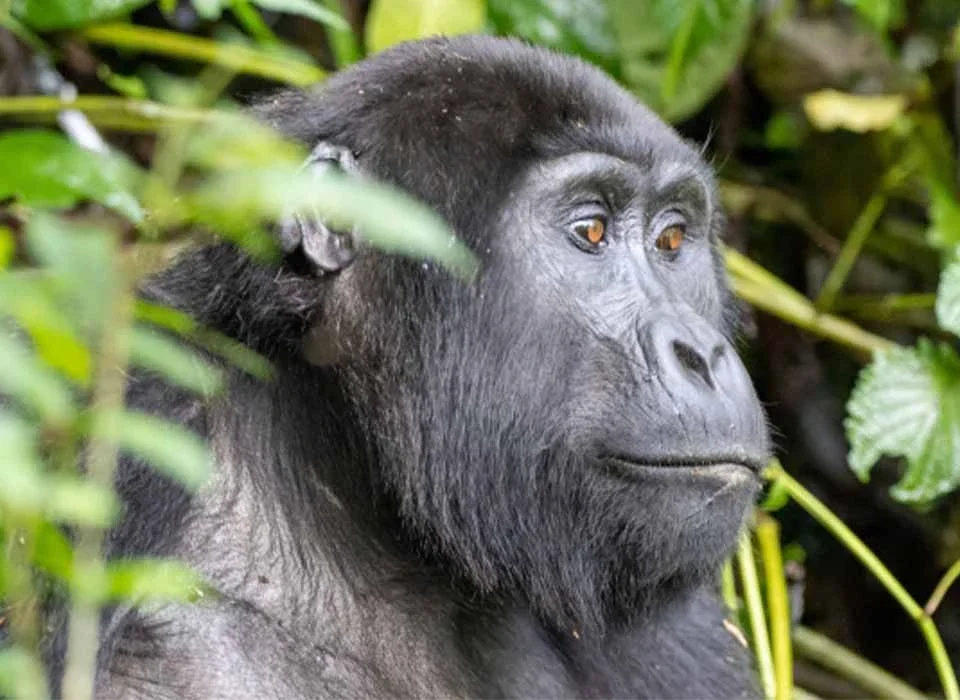 Can I Book a Gorilla Tour on My Own?