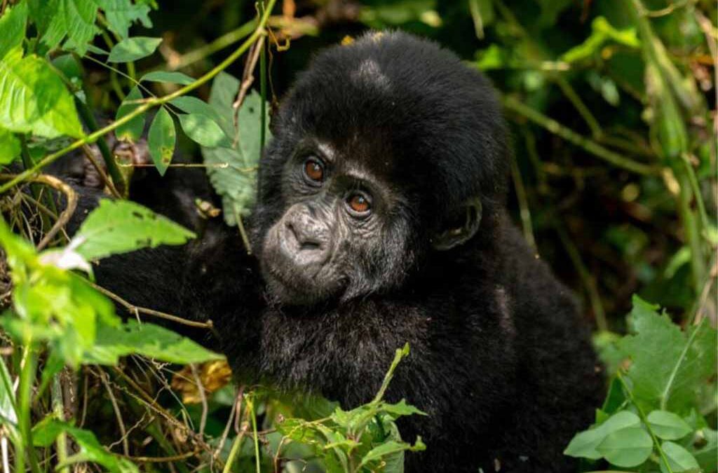 Is December a Good Time to Visit Uganda?