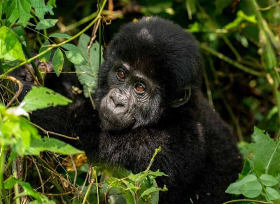 Is December a Good Time to Visit Uganda?