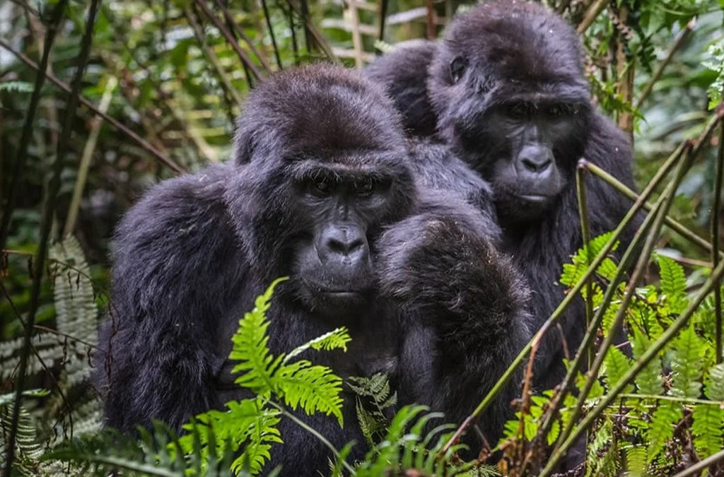 How to Spend 5 Days in Bwindi Impenetrable National Park