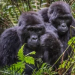 How to Spend 5 Days in Bwindi Impenetrable National Park