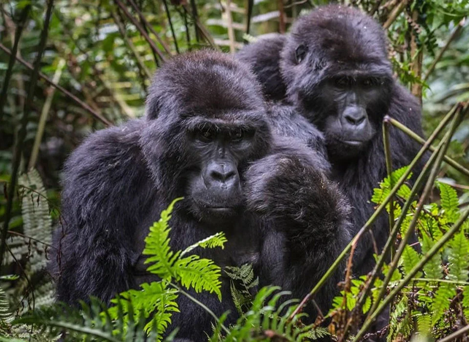 How to Spend 5 Days in Bwindi Impenetrable National Park