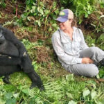 How to Behave in Front of a Gorilla: A Guide to Safe and Respectful Gorilla Trekking
