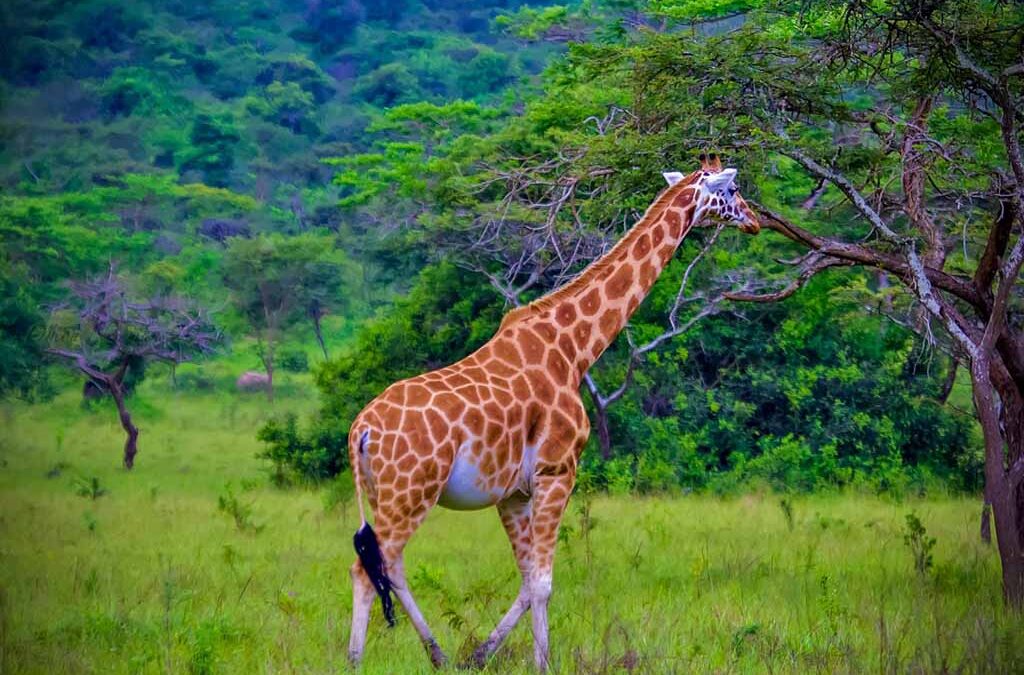 Why Lake Mburo Is Perfect for Short Safaris