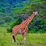 Why Lake Mburo Is Perfect for Short Safaris