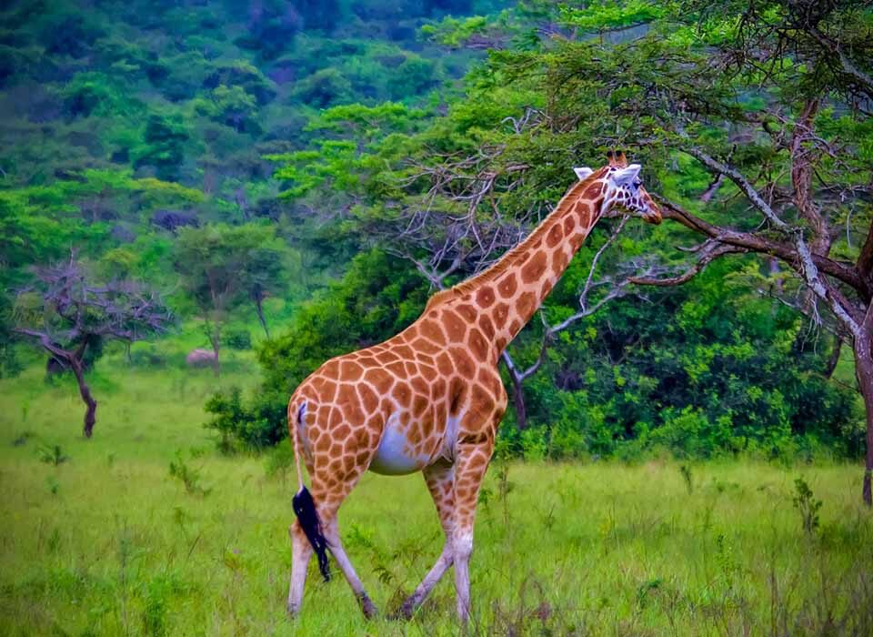 Why Lake Mburo Is Perfect for Short Safaris