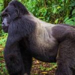 Mgahinga Gorilla National Park Guide and Gorilla Trekking Safaris