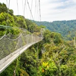 Discover Nyungwe Forest, Rwanda’s largest natural forest, renowned for chimpanzees, diverse wildlife, birding, waterfalls, and canopy walks.