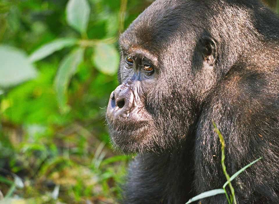 Private Gorilla Trekking Tours in Uganda