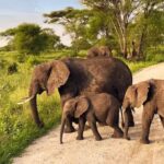 Best Time of the Year to Visit Tanzania National Parks