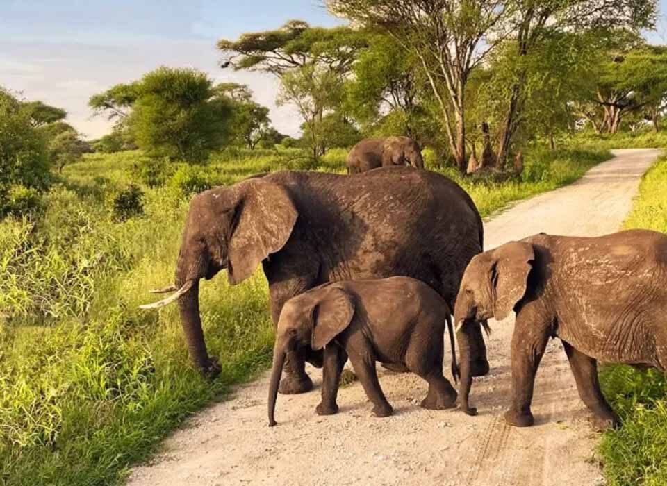 Best Time of the Year to Visit Tanzania National Parks
