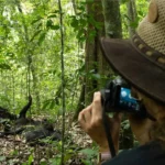 Top Places to Film Primates in Uganda