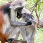 Uganda’s Most Fascinating Primates Beyond Gorillas