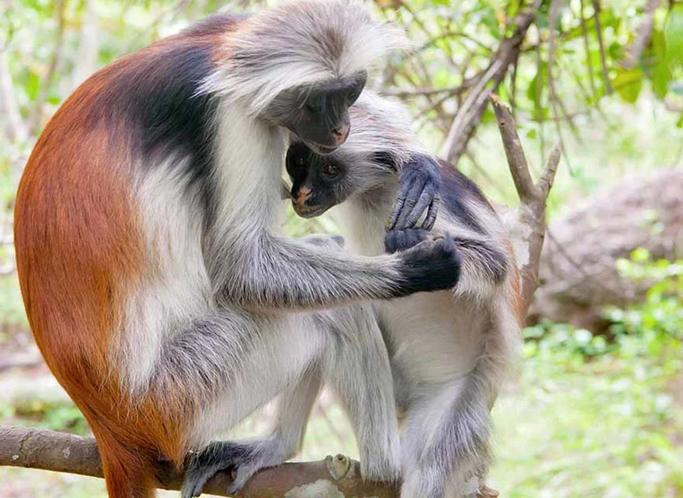 Uganda’s Most Fascinating Primates Beyond Gorillas