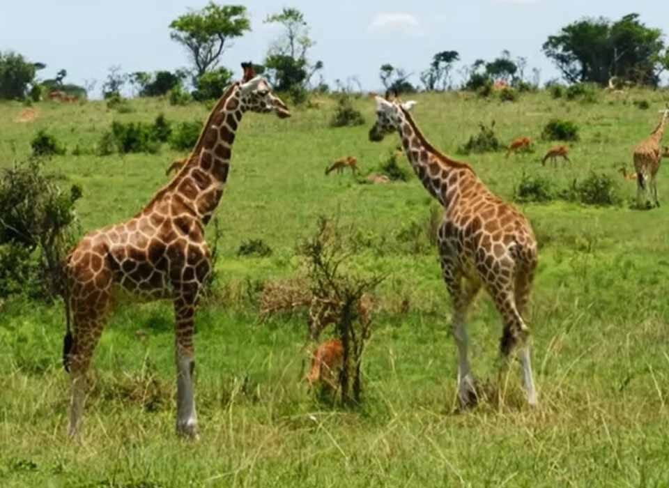 Ultimate Uganda Wildlife Safari Guide