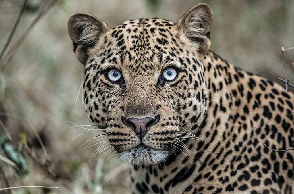 Parks to Prioritize for Big Five and Birding in Uganda