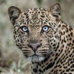 Parks to Prioritize for Big Five and Birding in Uganda