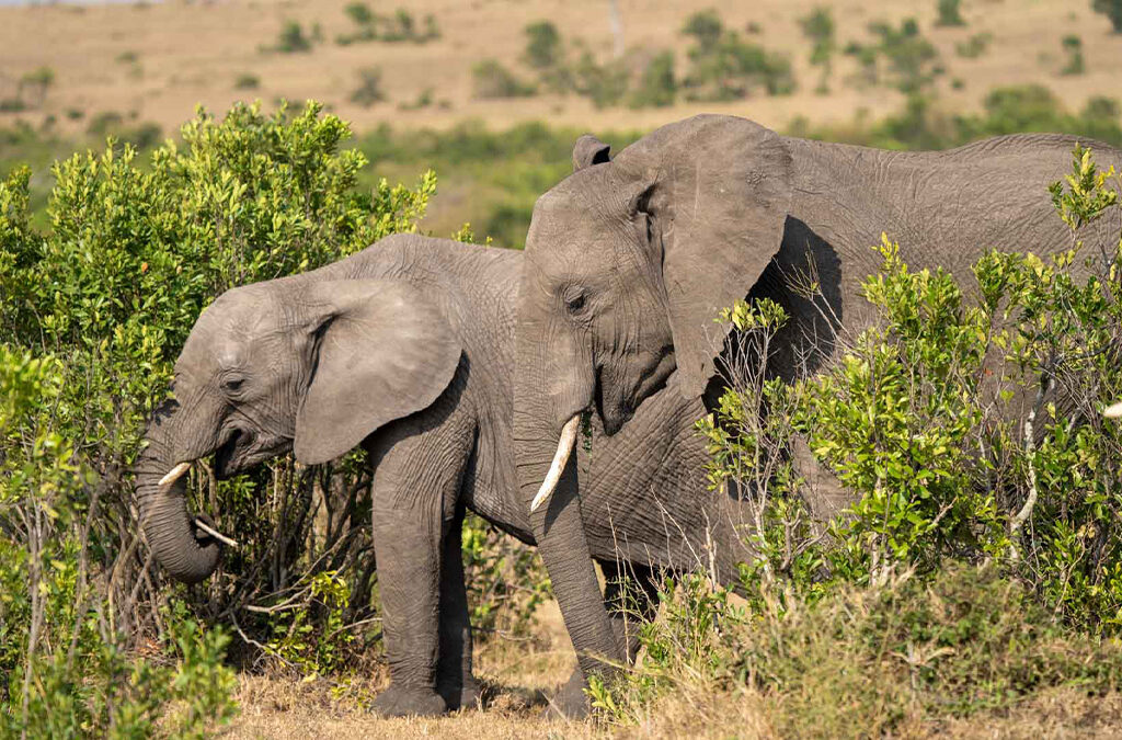 2025 East African Wildlife Safari Highlights