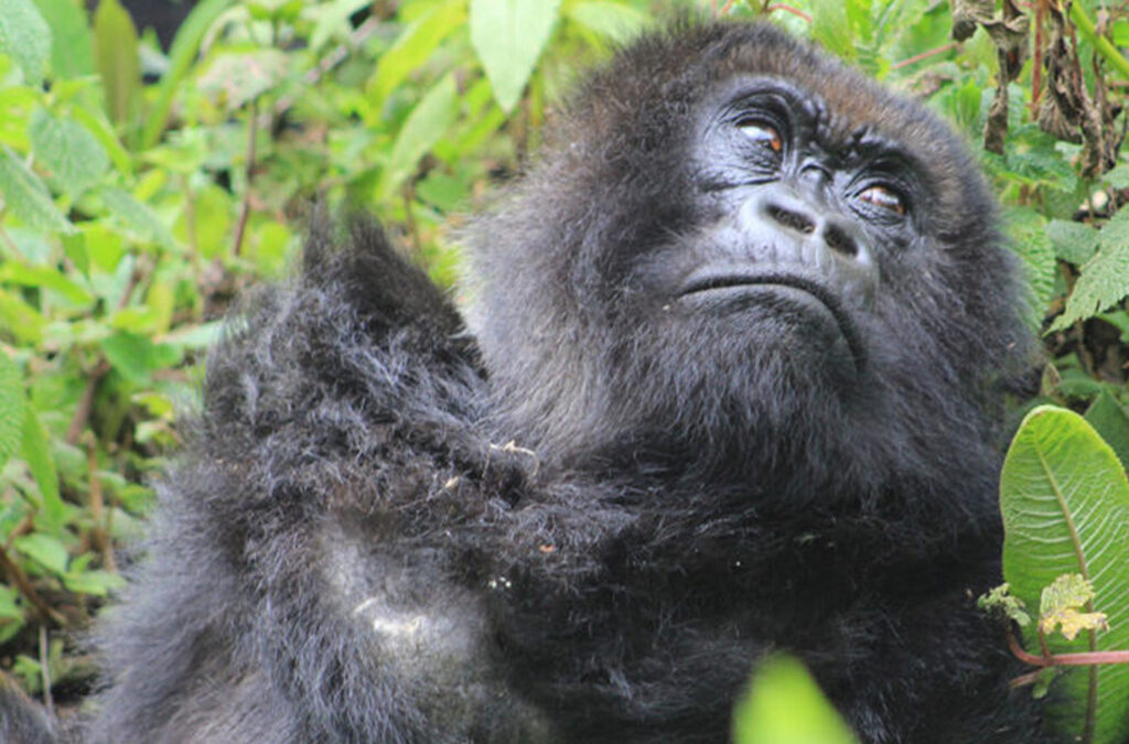 3-Day Gorilla Tracking & Batwa Cultural Experience