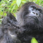 3-Day Gorilla Tracking & Batwa Cultural Experience