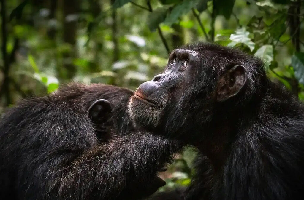 3-Day Kibale Chimpanzee Trekking and Cultural Experience