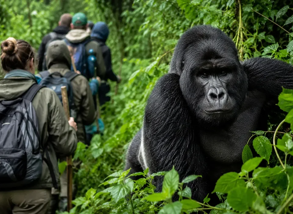 3 Days Gorilla Trekking in Volcanoes National Park