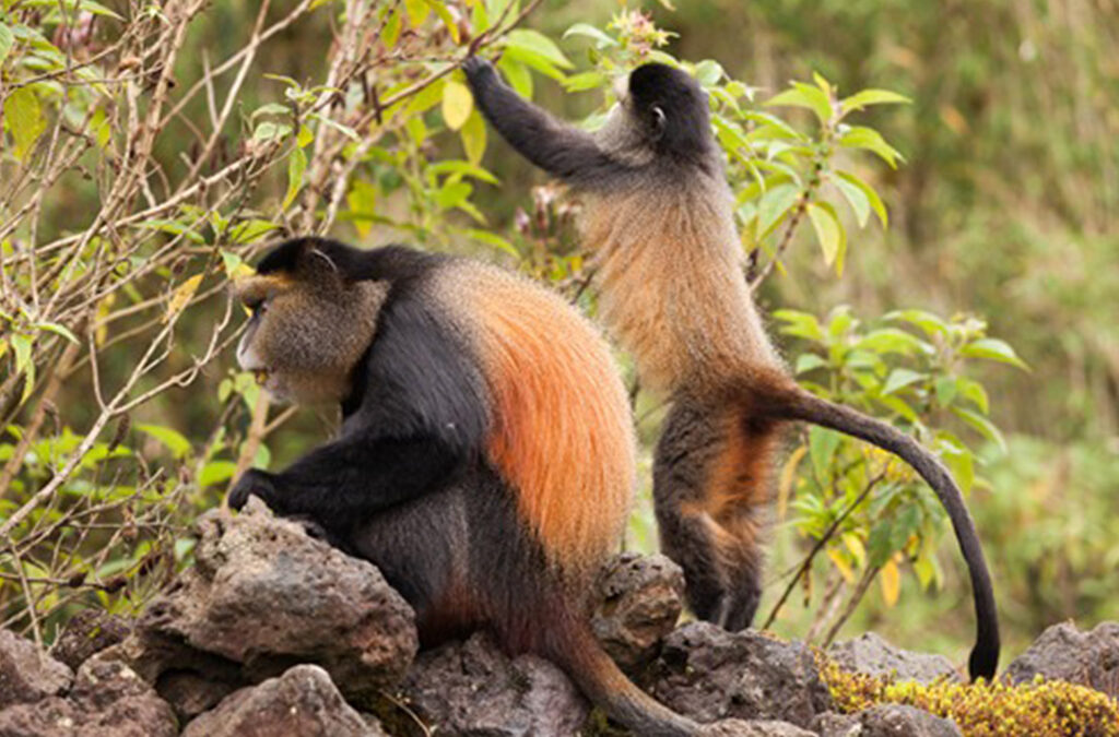 4-Day Golden Monkey and Gorilla Trekking Mid-Range Safari in Uganda