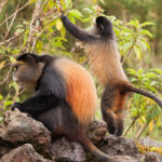 4-Day Golden Monkey and Gorilla Trekking Mid-Range Safari in Uganda