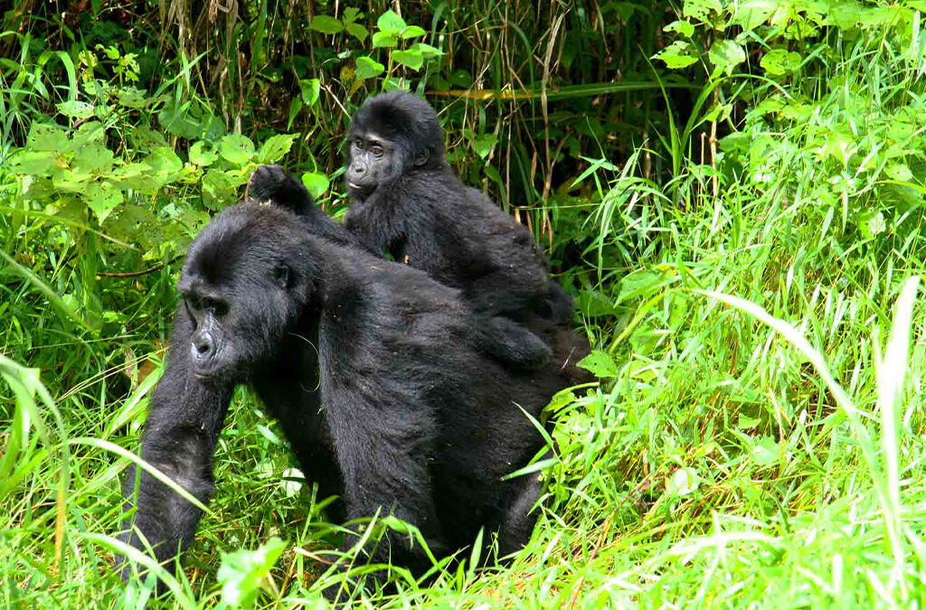 4-Day Gorillas and Chimpanzees Trekking Safari in Uganda
