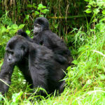 4-Day Gorillas and Chimpanzees Trekking Safari in Uganda