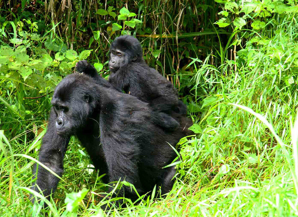 4-Day Gorillas and Chimpanzees Trekking Safari in Uganda