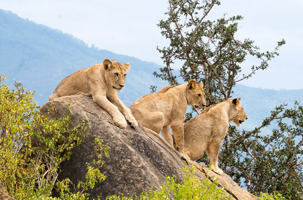 5-Day Queen Elizabeth National Park and Bwindi