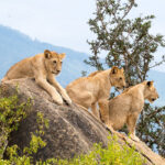 5-Day Queen Elizabeth National Park and Bwindi