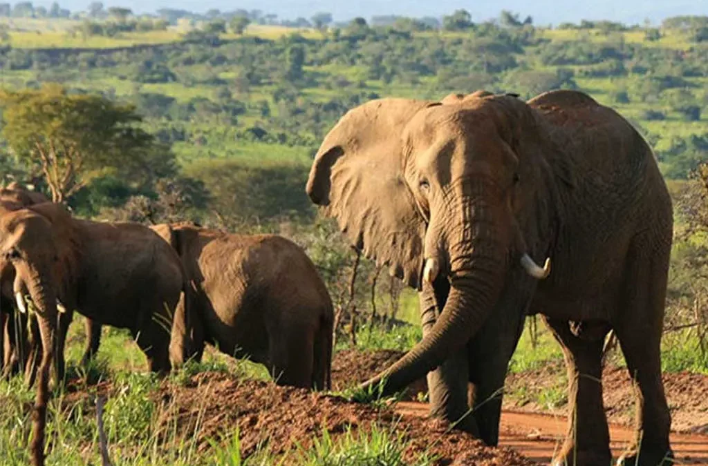 7 Days Uganda Safari Tour