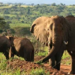 7 Days Uganda Safari Tour