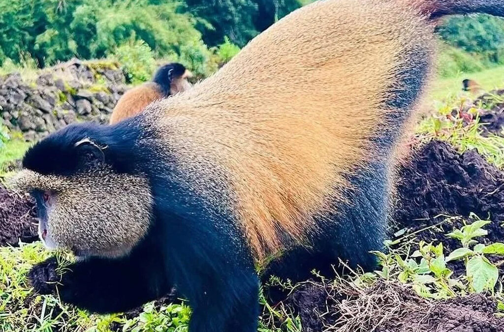 What Animals Are in Volcanoes National Park