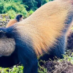 What Animals Are in Volcanoes National Park