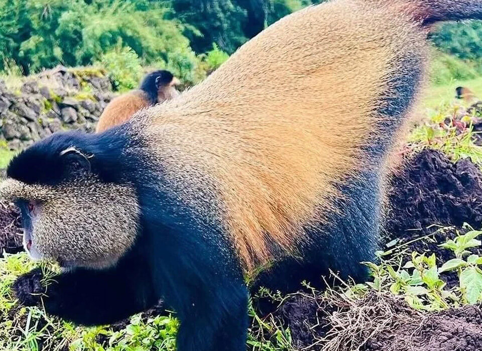 What Animals Are in Volcanoes National Park