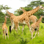 What's the Best Safari in Uganda?
