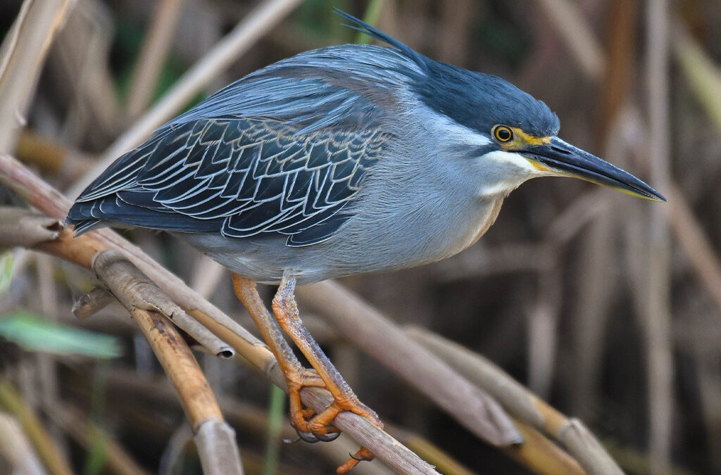 Why the Wet Season Is the Best Time for Birdwatching in Uganda