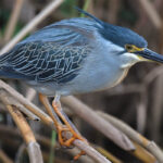 Why the Wet Season Is the Best Time for Birdwatching in Uganda